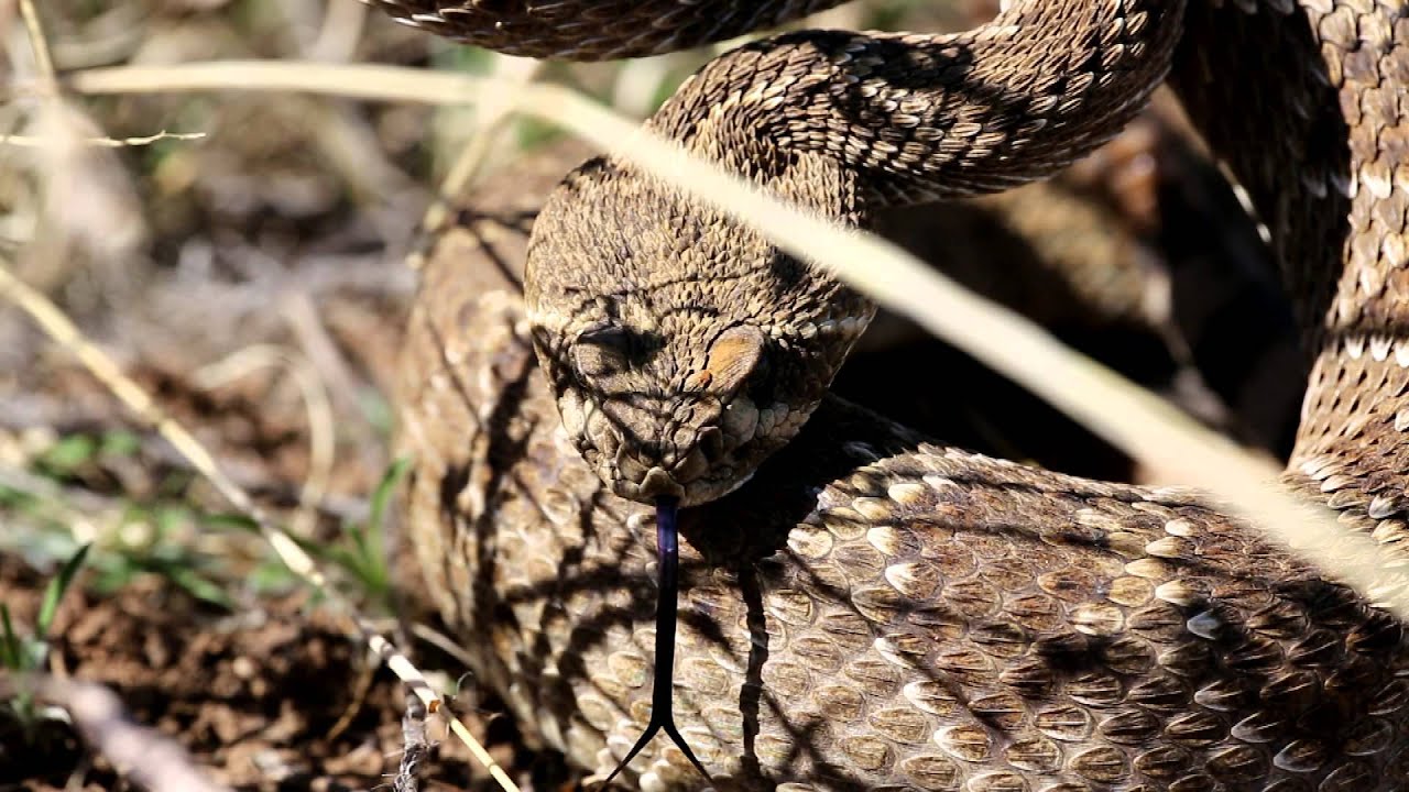 wildlife videographer jobs Texas Wild: Meet the Western Diamondback Rattlesnake