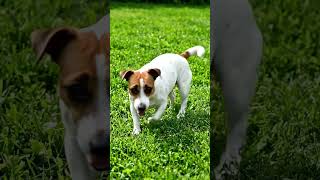 #YouTubeShorts#FunnyDog#DogShorts#FunnyAnimals#CartoonAnimation#KidsCartoon#ViralShorts#ComedyShorts