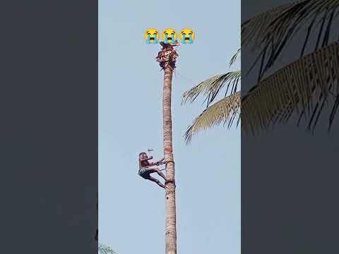 वीडियो: नारियल के पेड़ों की कटाई - पेड़ों से नारियल कैसे चुनें