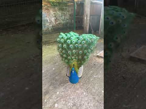 رقصة الطاووس الأكثر شهرة حول العالم