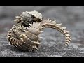 【閲覧注意】世界の珍しくて奇妙な生物