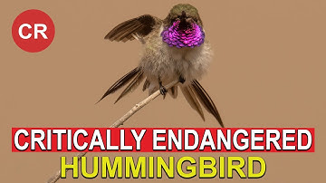 I Saw a CRITICALLY ENDANGERED Hummingbird! Only 300 Left!