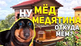 Ну Мёд, Мёд, Ну Медятина - Откуда МЕМ?