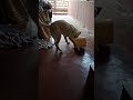 bucket lifting game by puppy (balting game) #germanshepheard