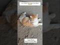 Begini Cara Temon Kotor #shorts #cat #kucing #animals #funny #pets #kitten #lucu