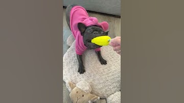 Keep Your Dog Happy, Healthy And Obedient With Interactive Corn Pet Toy