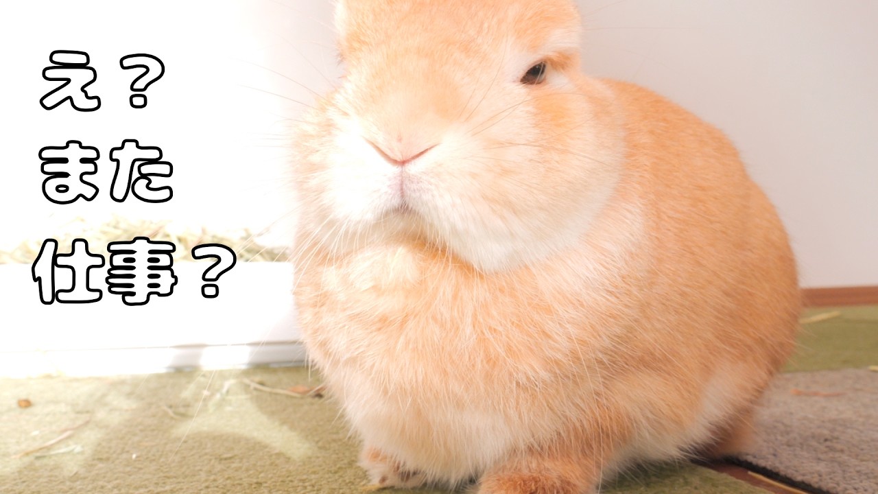 The moment he realized I had work even on Saturday, my rabbit's