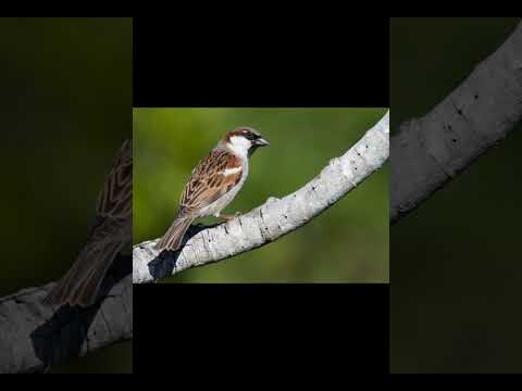 الرسائل الروحية التي تحملها الطيور للإنسان الجزء الأول الطيور التي تحمل الأخبار السارة والبشرى