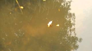 Feeding Amino soaked pellet screenshot 4