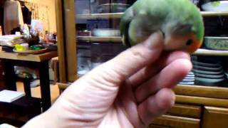 DSCF1587.avi