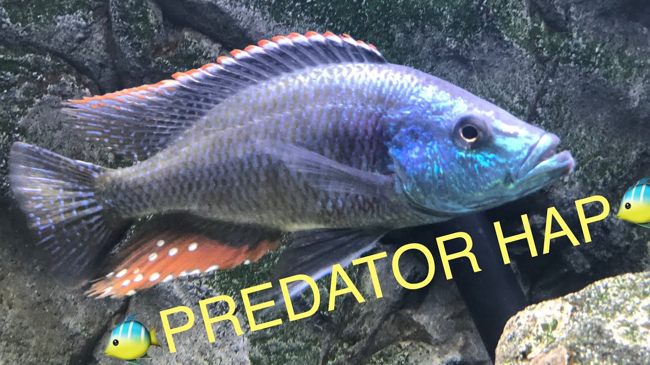 AFRICAN CICHLID FOOD EXPERIMENT Week 9 Best Fish Food For African