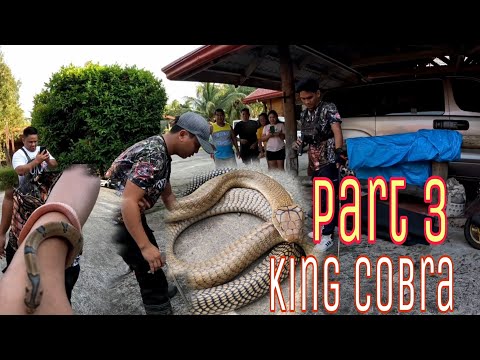 PART 3 KING COBRA ATTACK  NAG LALABASAN NA#cobraprince