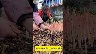 Download Lagu Houttuynia cordata 🌿 MP3