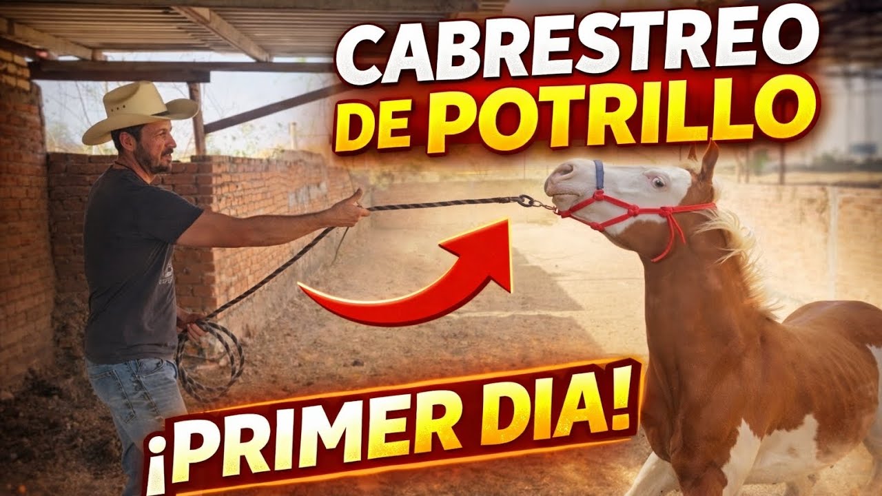 🔥“El error que arruina el primer cabrestreo (NO lo hagas)”🐴🤠