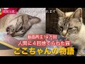 手放された小さな命①〜ここちゃんの物語〜