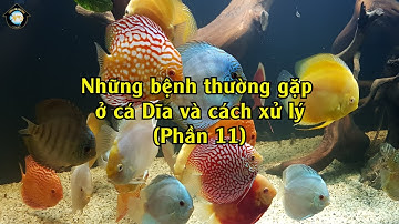 Bệnh Đỏ Vây Của Cá Dĩa Và Cách Xử Lý  | Discus House Aquarium