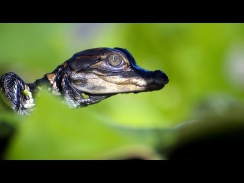 Dangerous Invaders 06, Python vs Alligator