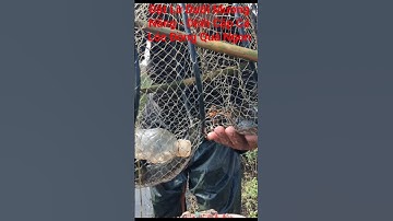 Thăm Lờ Dính Cặp Cá Lóc Đồng Quá Ngon Ở Mương Năng #shorts #thămlờcá #bắtcálócđồng