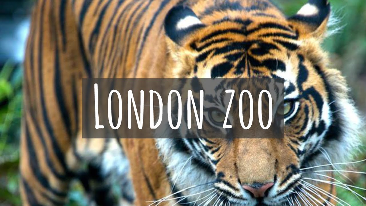 London Zoo - YouTube