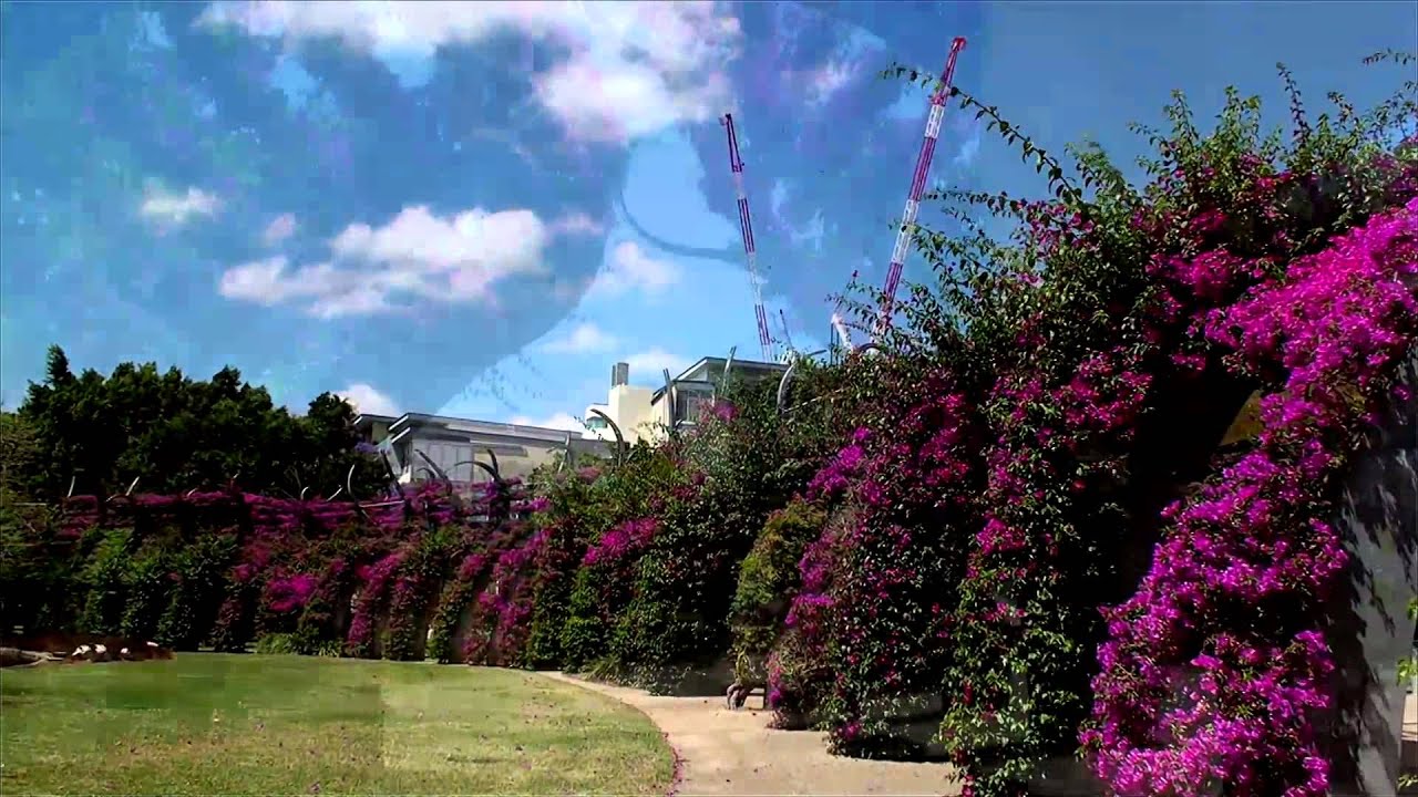 Boganvillea Arbour at SouthBank Parklands  Brisbane