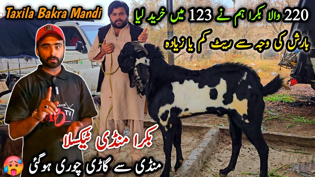 Bakra Mandi Taxila Friday Latest Update 23 January 2026 | Barish Ma Naseeb Ka Soda 