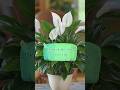 Day 03 - All about peace lilly #peace #floweringplants #gardeningplants #monsoongardening