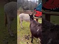 #animalfriends :#Donkey and#Alpaca in the#Pasture//#Tierische#Freunde:#Esel und#Alpaka auf der#Weide