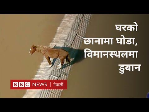 Brazil flood: ब्रजिलमा भीषण बाढीः घरको छानामा घोडा, विमानस्थलमा डुबान -BBC Nepali Sewa