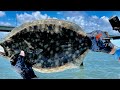Freedom fishing st augustine the beginning favorite catches underwater footage and bloopers