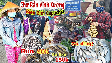 Chợ VĨNH XƯƠNG CÁ đồng Rắn nhiều nhất biên giới CAMPUCHIA mùa nước nổi - Nguyễn phát volg