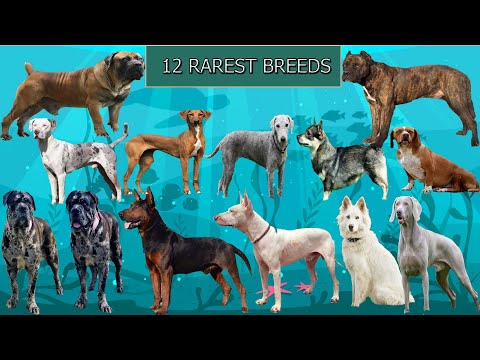 فيديو: القلطي (مصغرة) سلالة الكلاب هيبوالرجينيك والصحة ومدى الحياة