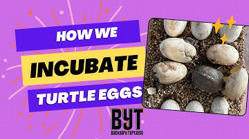 How we incubate turtle eggs