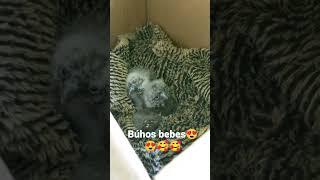 Búhos bebés hermosos 😍🥰🥰🥰🦉🦉🦉🦉