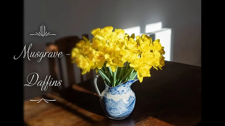 Musgrave - Daffins (Live) | Caroline Slade & Jonny...
