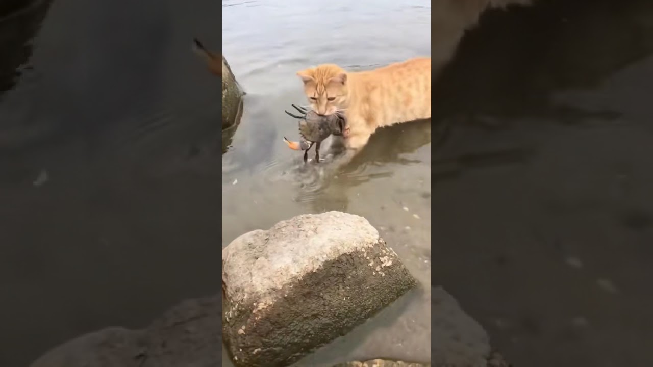 Brave Cat Catches Big Crab for Dinner