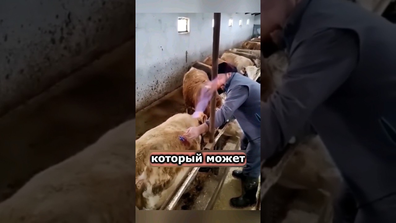 youtube video for Аппа
