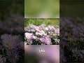 VIVA MENOS PREOCUPADO  #motivacional #palavraquesalva #fe #nocontroledavida #reflexão #amor #paz