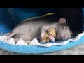 Сладко спит Рафаня 🌸| The rat sleeps sweetly 🐀