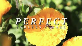 Perfect - Endless Summer (Music Travel Love) Cover | Lyrics