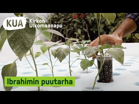 Video: Luomupuutarhan kasvattaminen