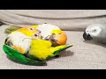 2 vs 1 bird wrestling cute overload