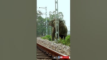 Gigantic asian bull elephant climbing on railway tracks at buxa tiger reserve forest | Shorts#299