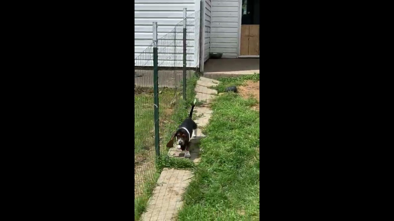 onedamdeer basset hounds