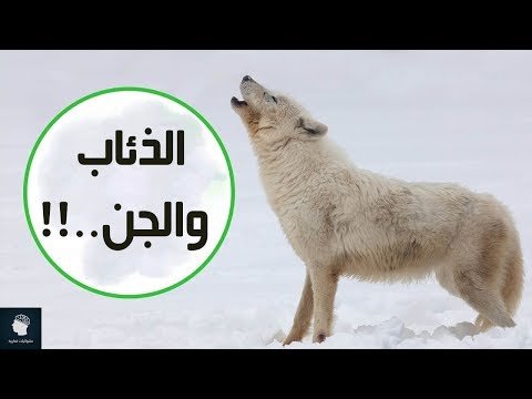 حقائق غريبة لا تعرفها عن الذئاب | هل يأكل الذئب الجن؟