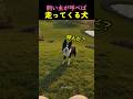 ❤️600万❤️飼い主が呼べば、いつでも走ってくる犬