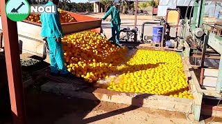 Oranges Processing Line Technology I Modern Food Processing Machine