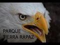 Exhibición aves rapaces parque temático Tierra Rapaz