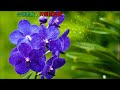 台語歌曲 / 天涯流星泪