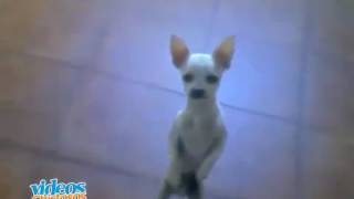 Perro Chihuahua Bailando