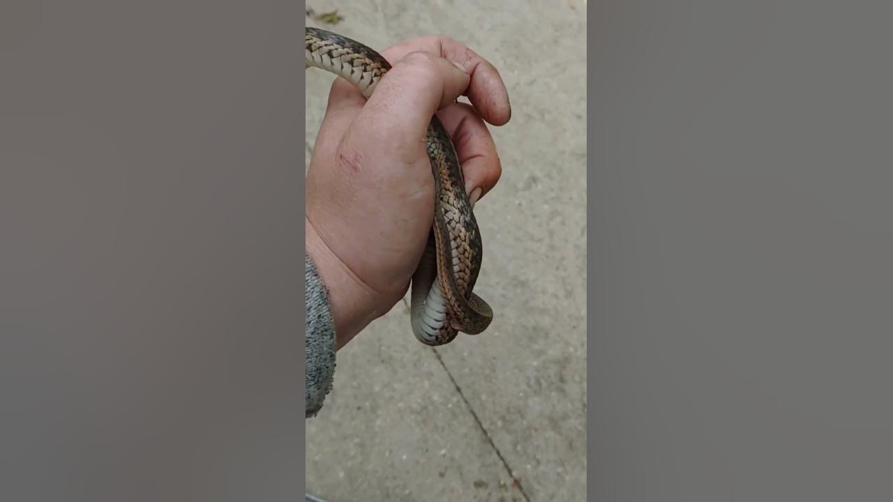 garter snake removal YouTube